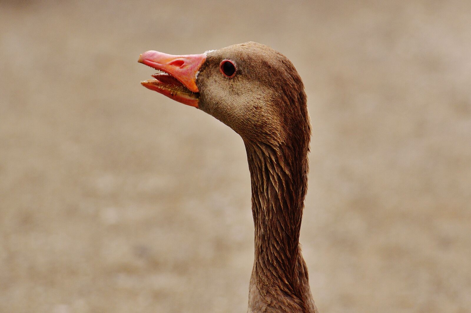 Nikon D3200 sample photo. Goose, hiss, bird photography