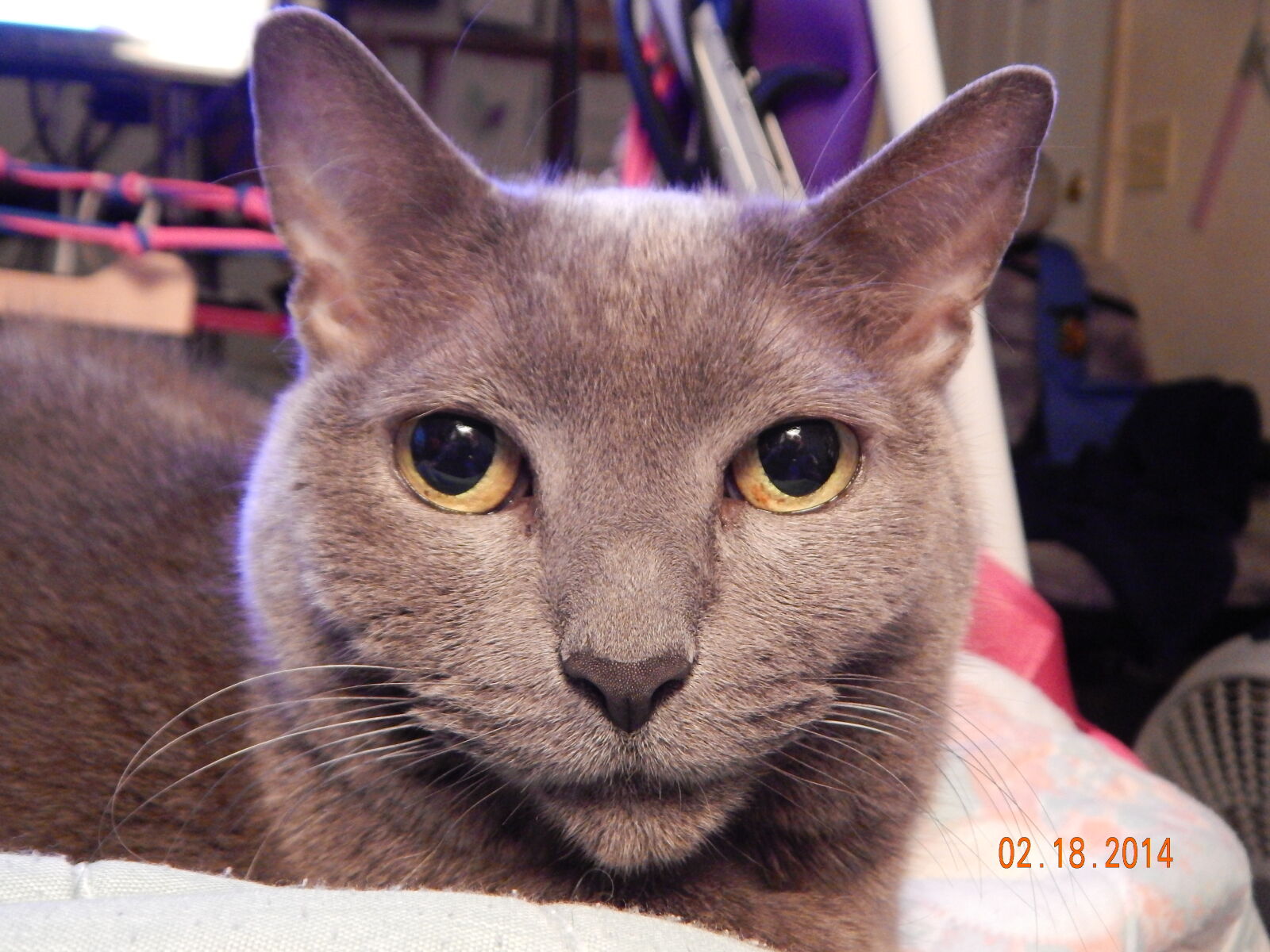 Nikon Coolpix L820 sample photo. Blue, fur, blue, russian photography
