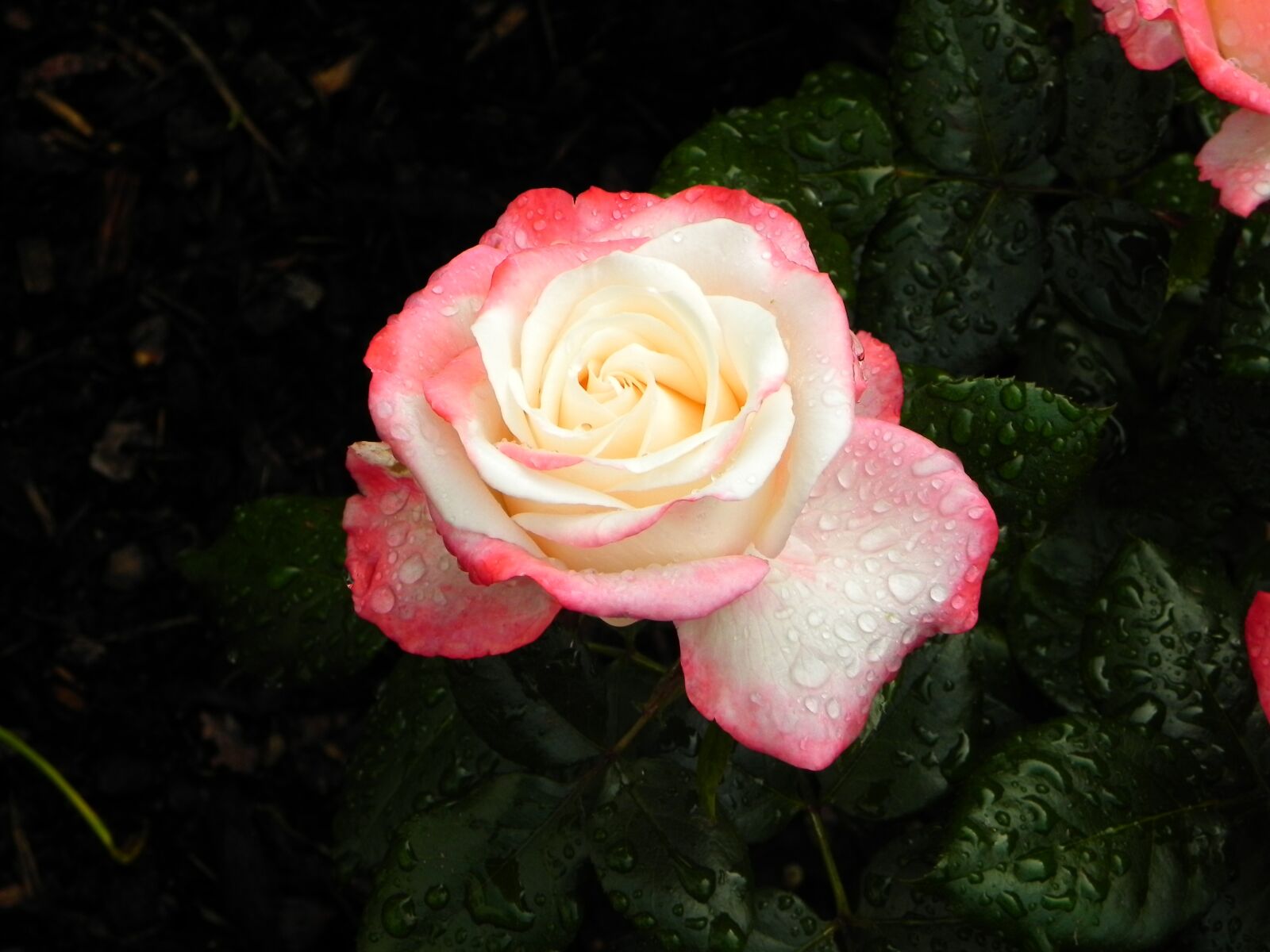 Nikon Coolpix P100 sample photo. Rose, flower, blossom photography
