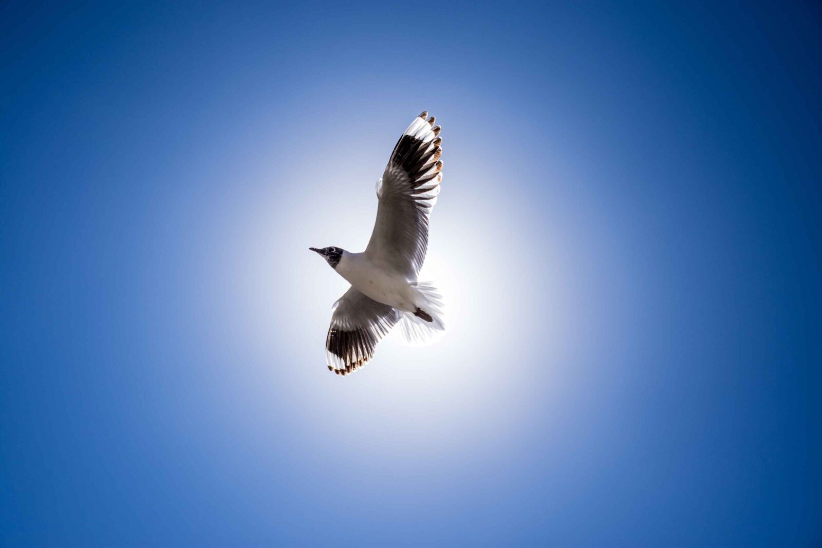 Nikon D7200 sample photo. Seagull, of the, tunicondoriri photography