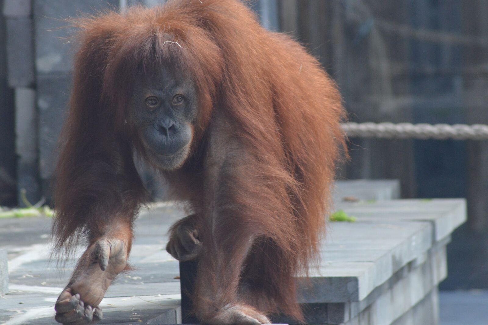 Nikon D3200 sample photo. Monkey, orangutan, female photography