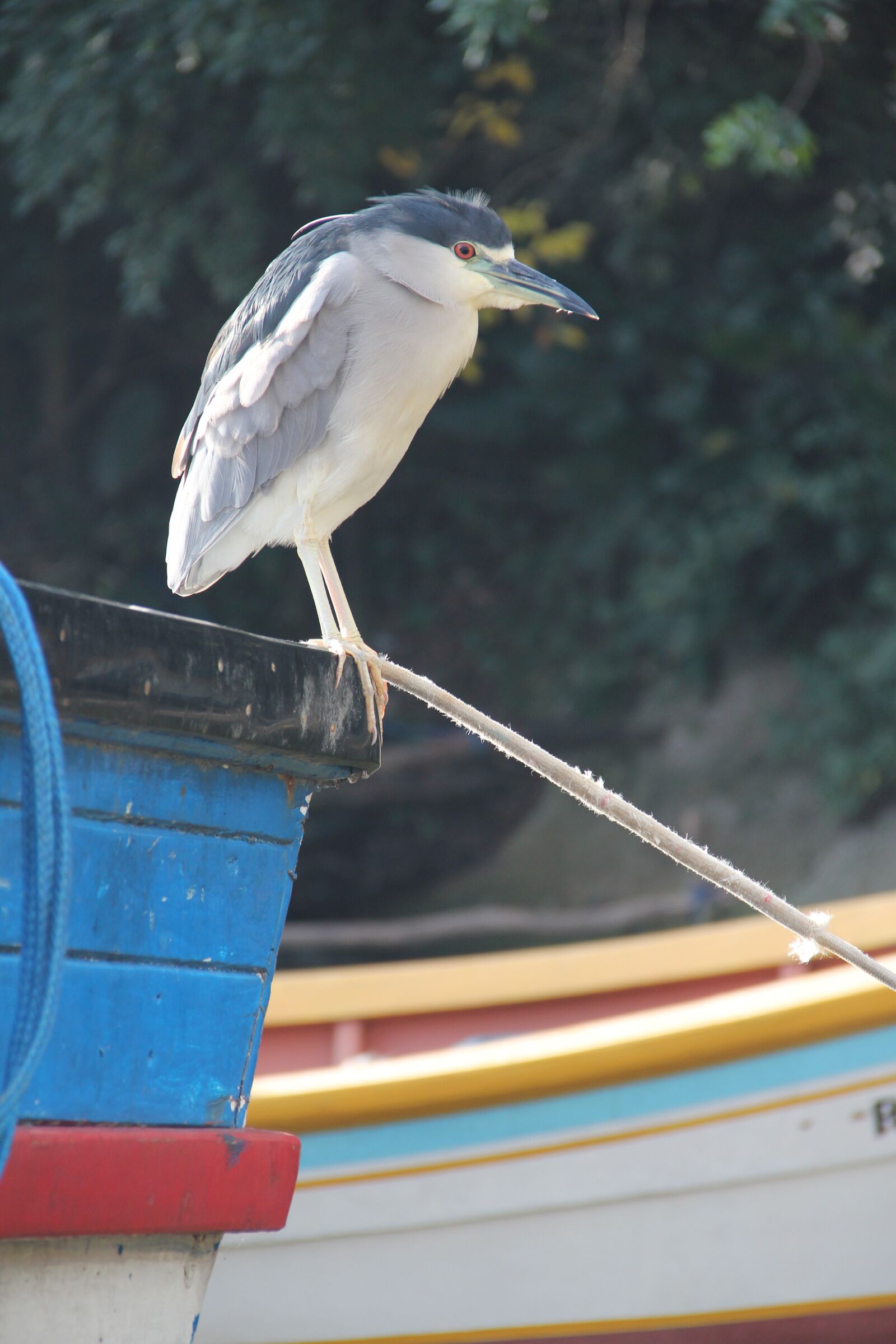 Canon EOS 550D (EOS Rebel T2i / EOS Kiss X4) sample photo. Heron, bird, night heron photography