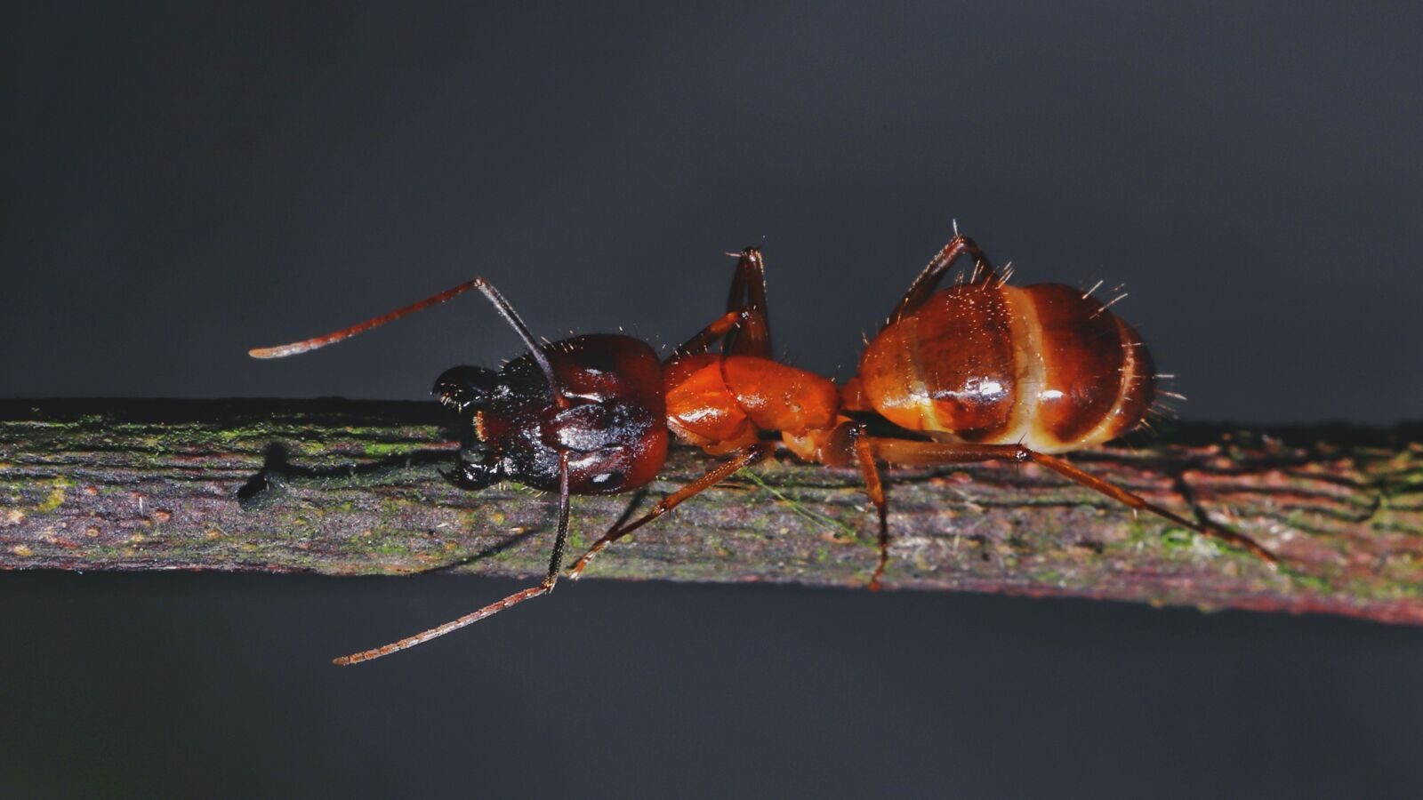 Canon EOS 6D Mark II sample photo. Ant, macro, insect photography