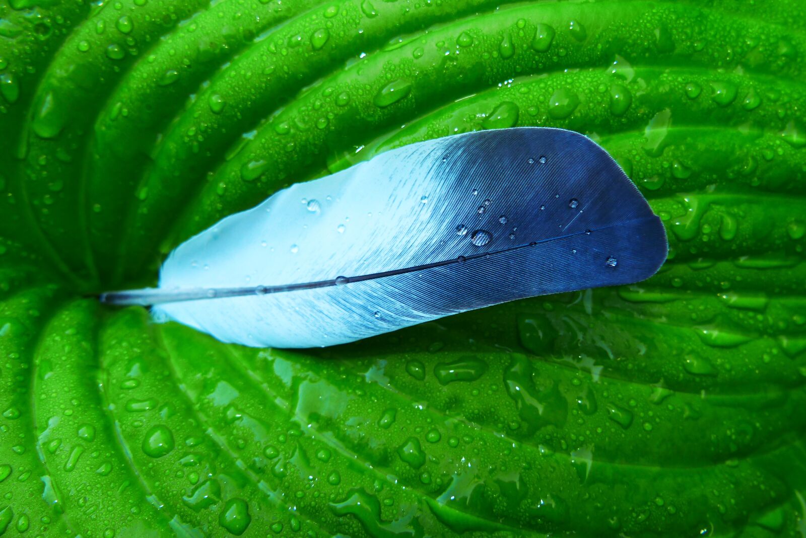 Panasonic Lumix DMC-FZ200 sample photo. Feather, leaf, raindrops photography