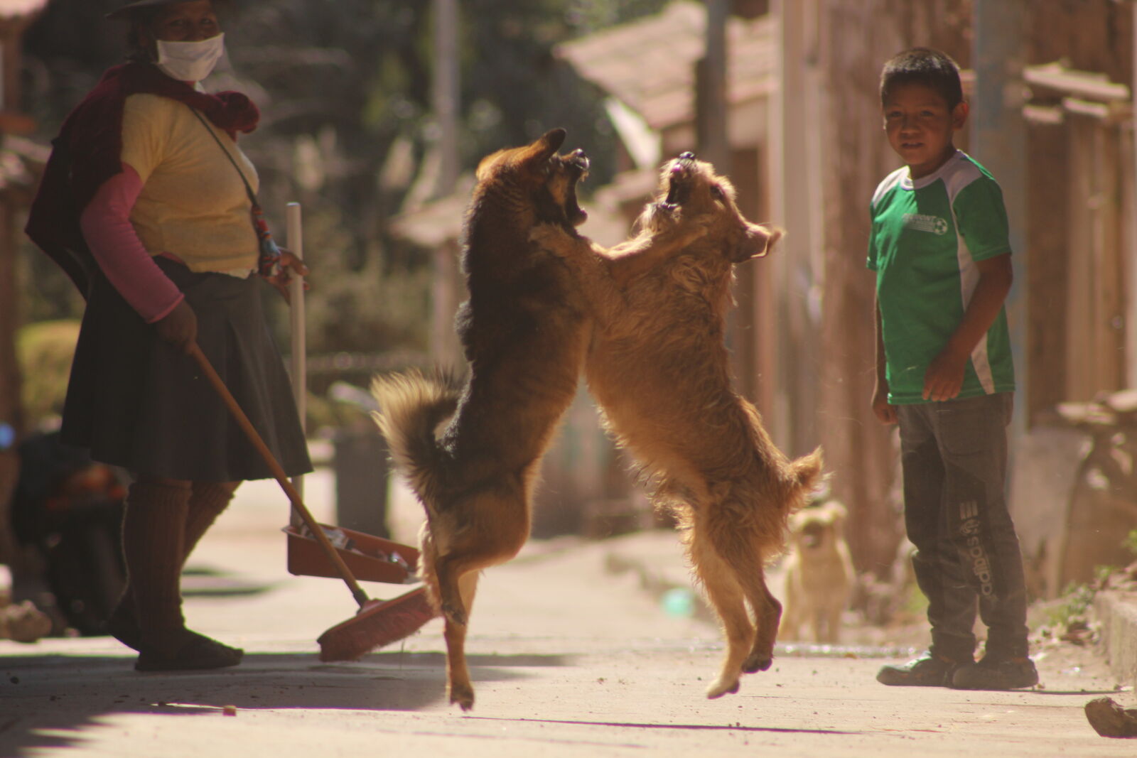 Canon EF 75-300mm f/4-5.6 sample photo. City, life, dogs, fight photography
