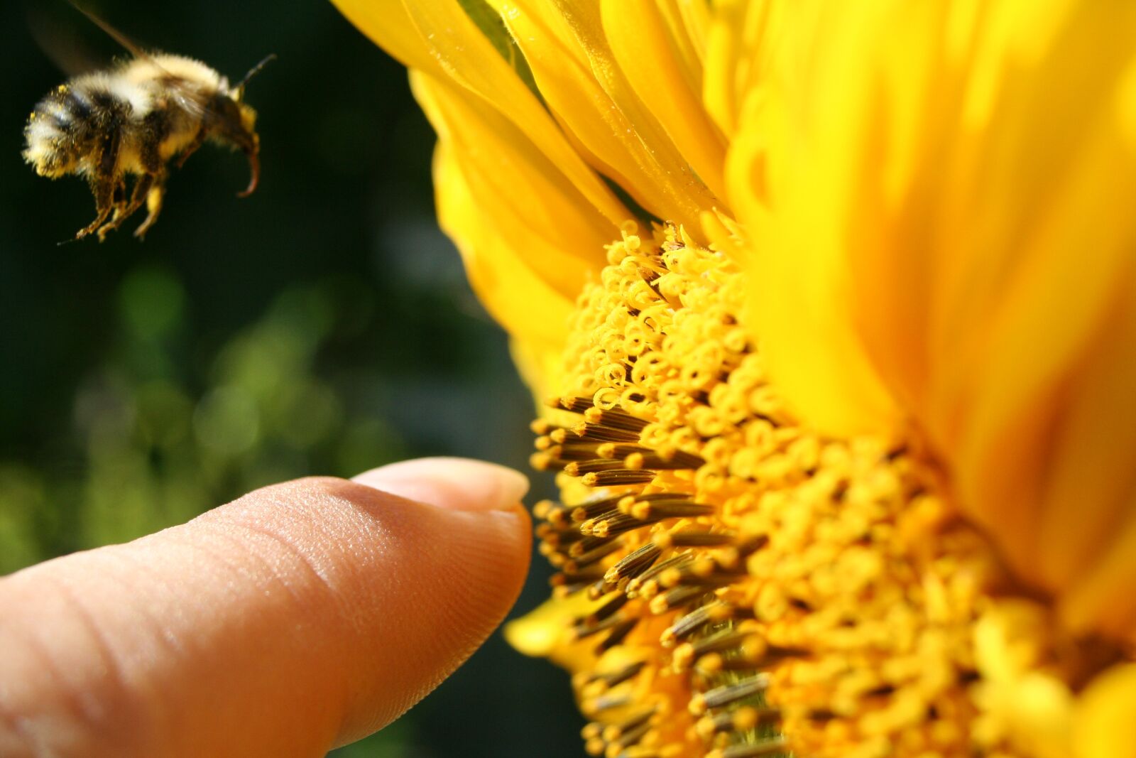 Canon EOS 350D (EOS Digital Rebel XT / EOS Kiss Digital N) sample photo. Insect, sunflower, hummel photography