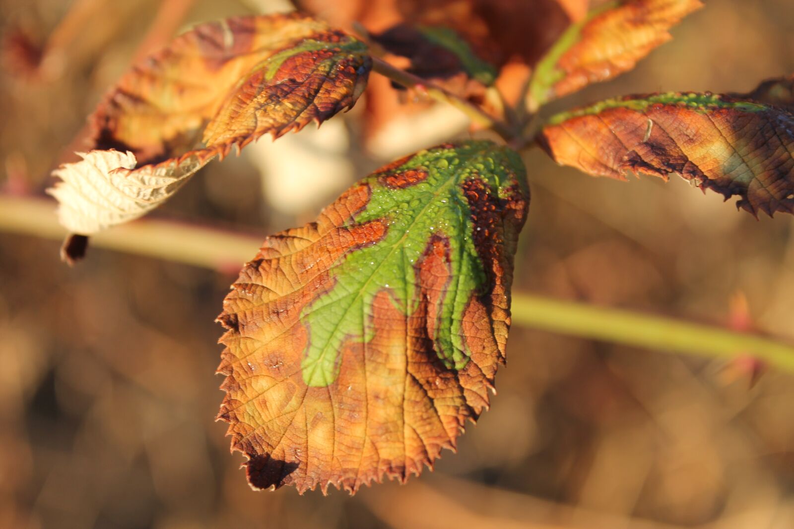 Canon EOS 1100D (EOS Rebel T3 / EOS Kiss X50) sample photo. Nature, leaf, withered photography