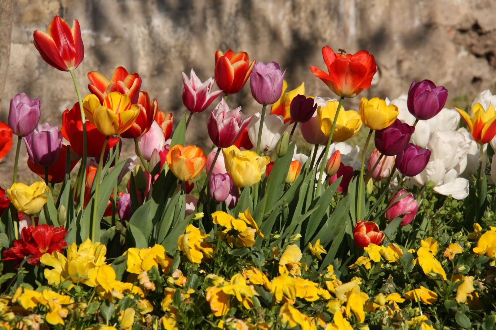 Canon EOS 450D (EOS Rebel XSi / EOS Kiss X2) sample photo. Tulips, spring, color photography