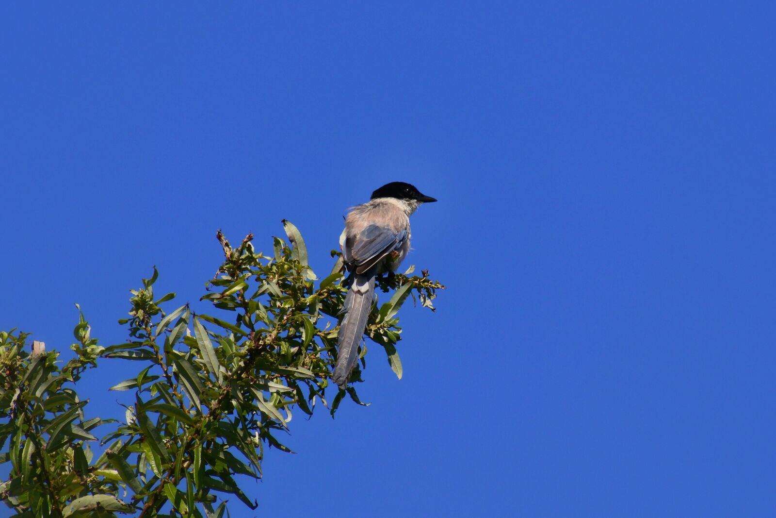 VR 70-300mm f/4.5-6.3G sample photo. Animal, wood, wild birds photography