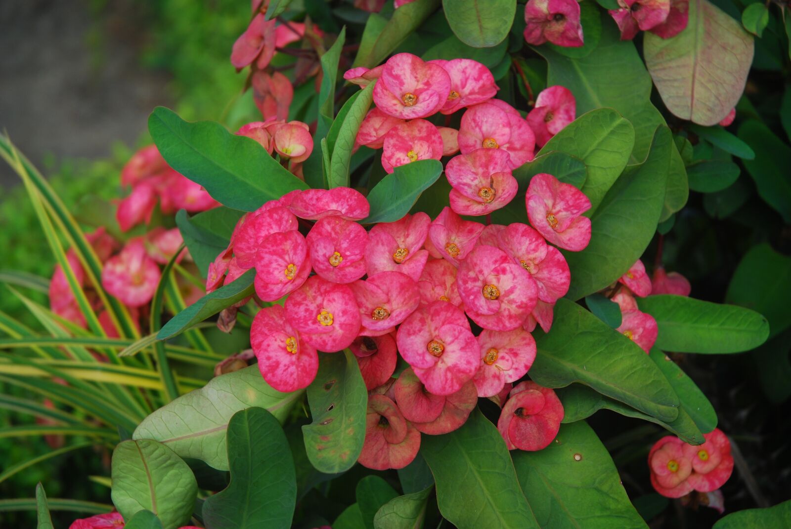 Nikon D80 sample photo. Flowers, plants, nature photography