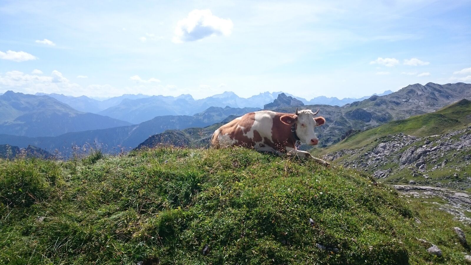 Sony Xperia Z3 sample photo. Cow, mountains, nature photography