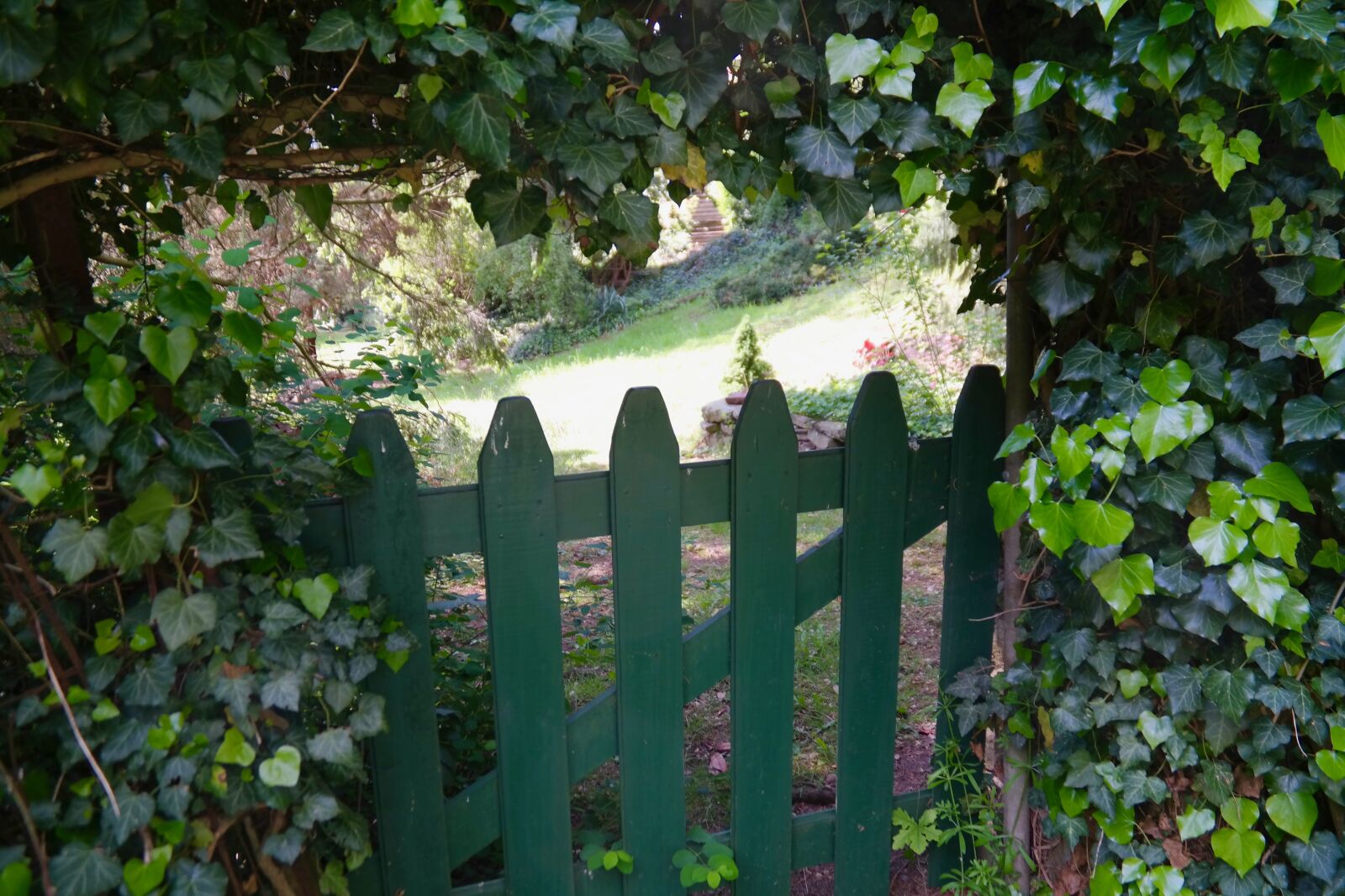 Samsung NX300 sample photo. Garden gate, fence, ivy photography