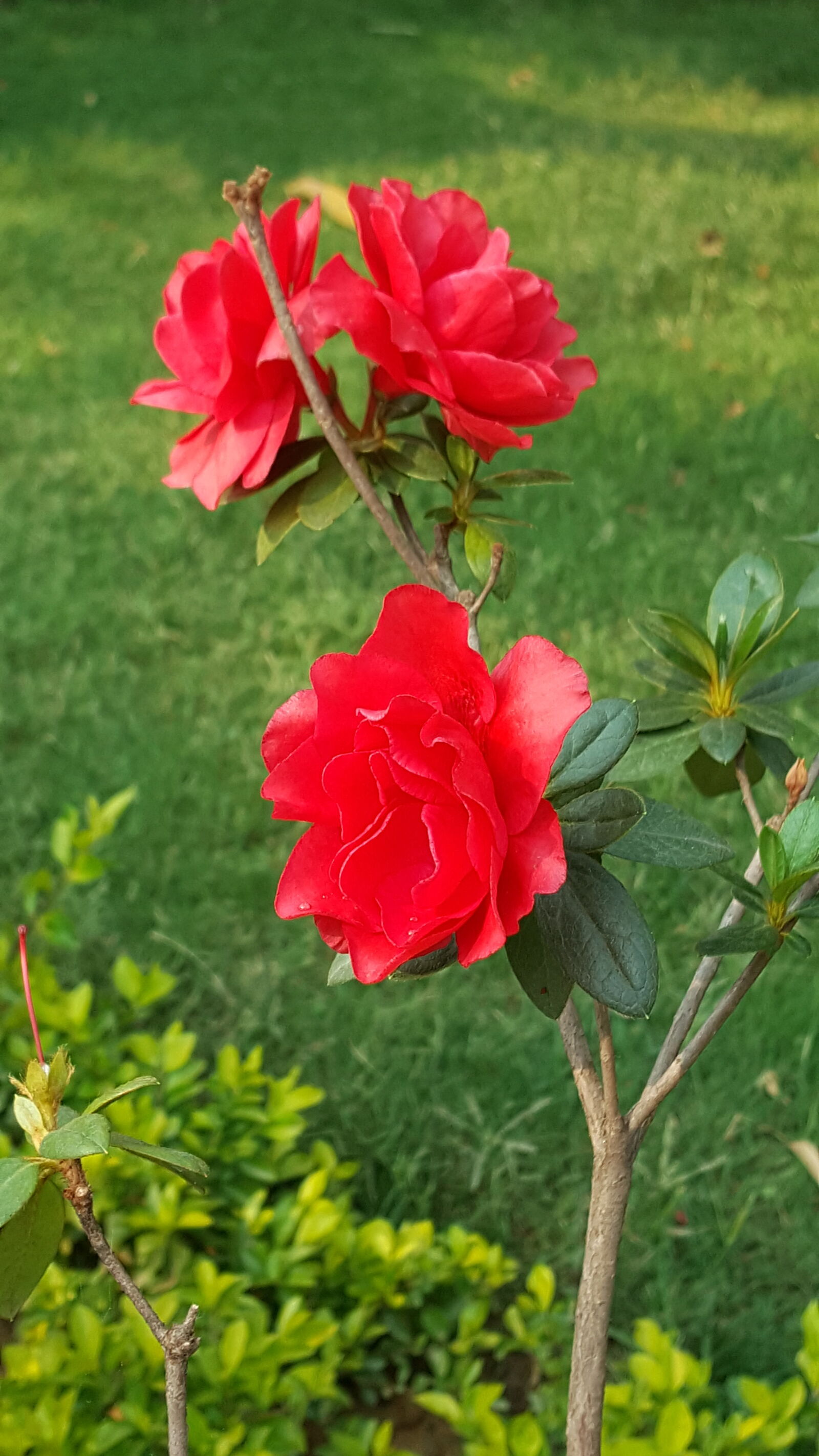 Samsung Galaxy Note5 sample photo