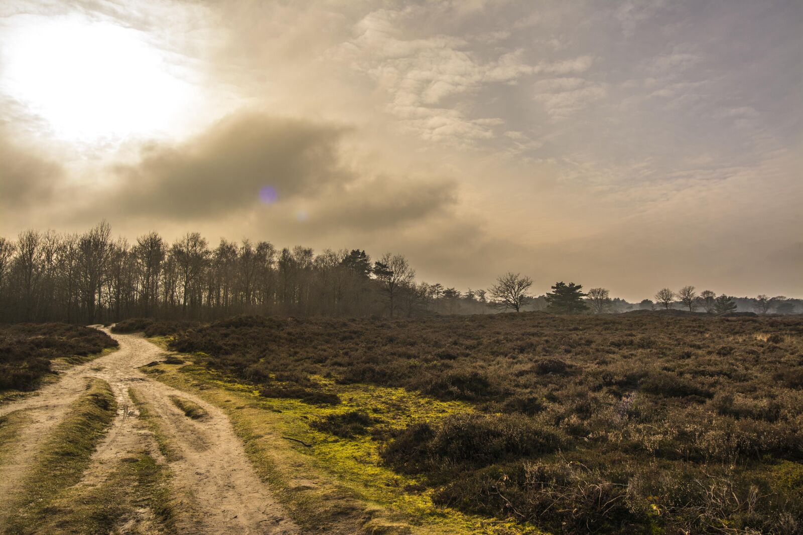 Nikon D7100 sample photo. Background, forest, landscape photography