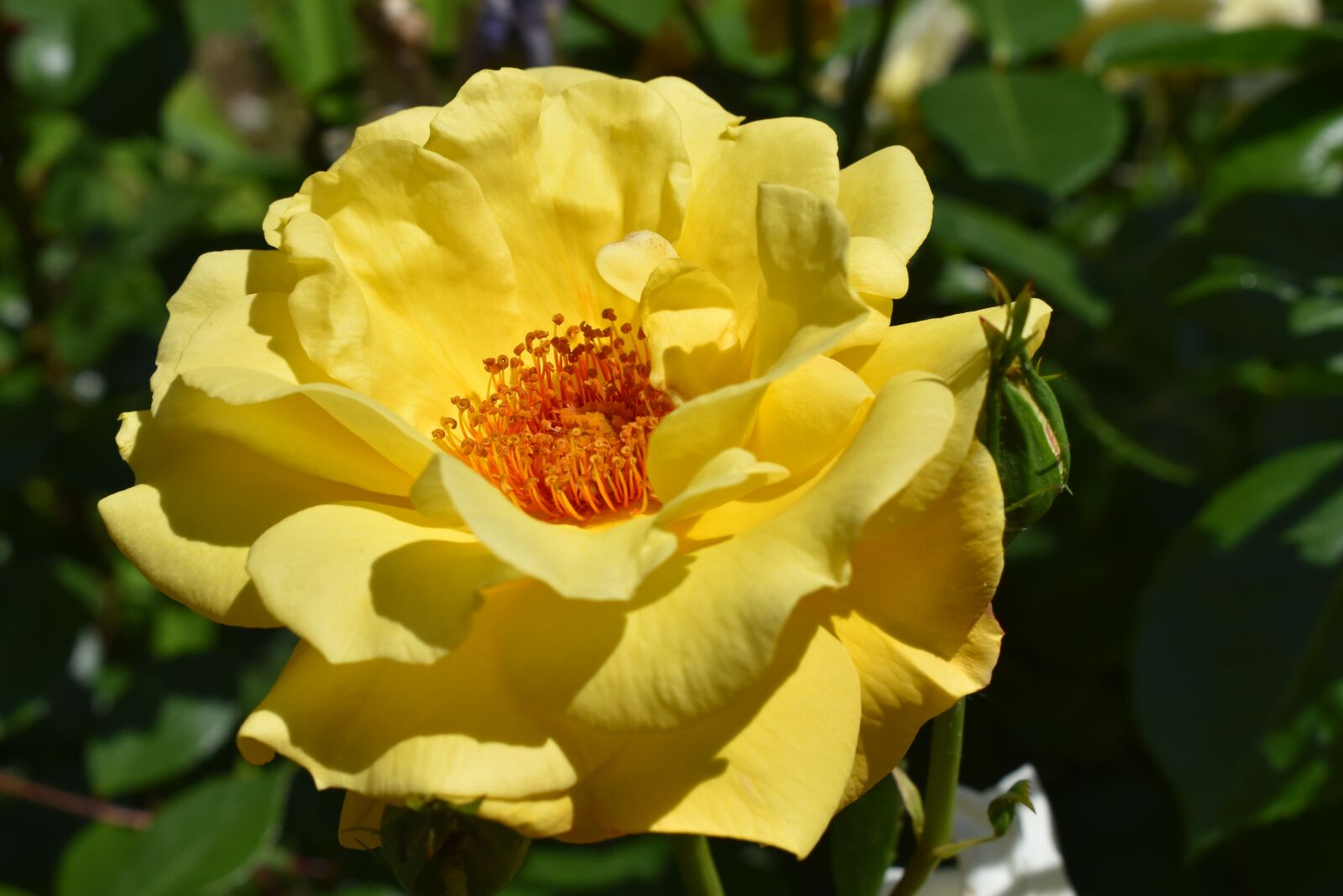 Nikon D5600 sample photo. Yellow, flower, rose photography