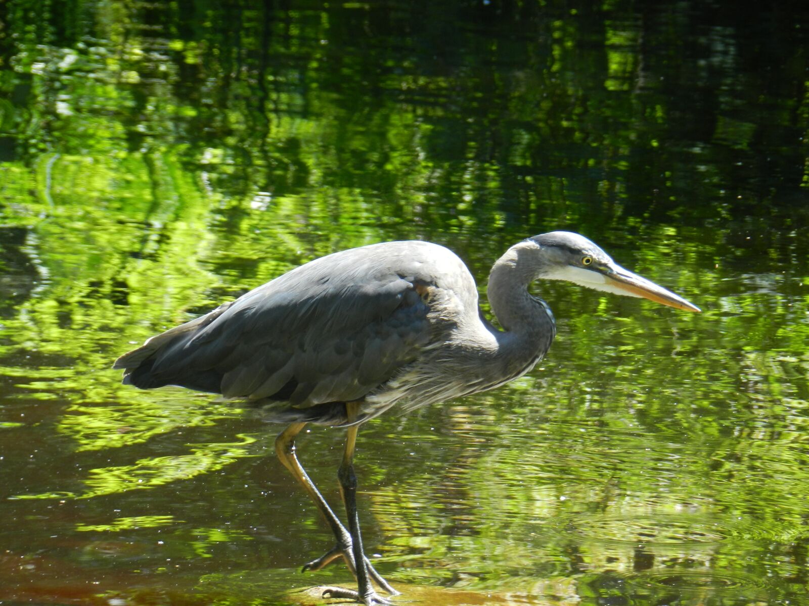 Nikon Coolpix P500 sample photo. Birds, stanley park, park photography