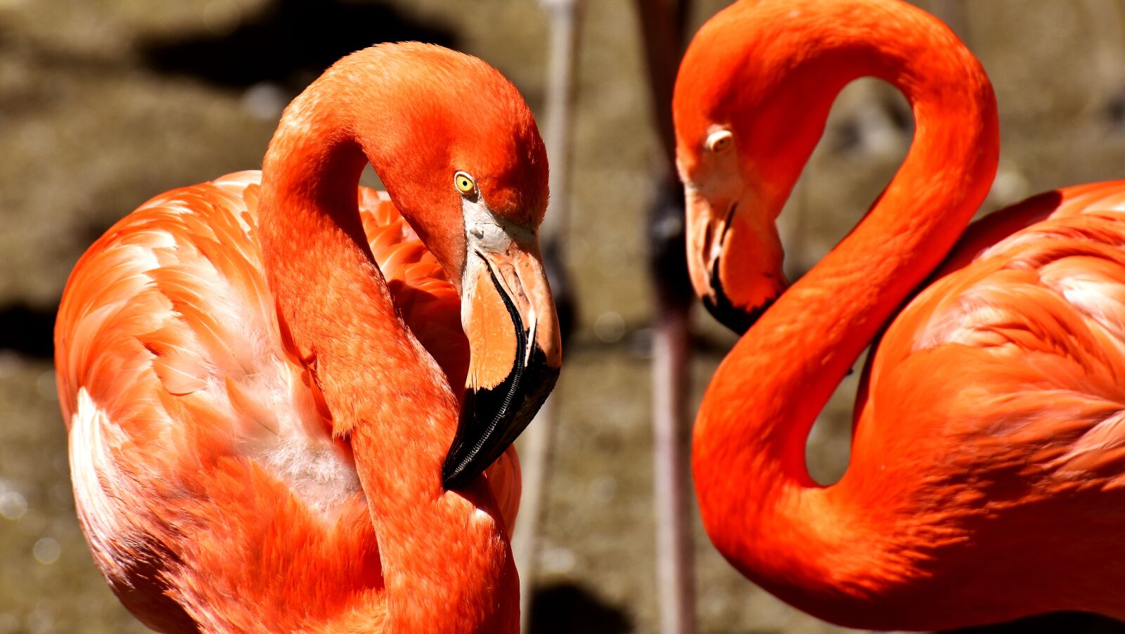 Nikon D7200 sample photo. Flamingos, birds, water bird photography