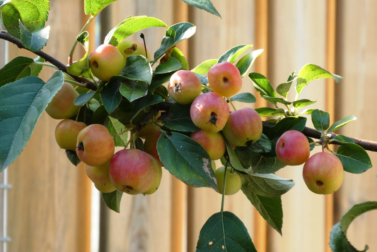Panasonic Lumix DC-ZS70 (Lumix DC-TZ90) sample photo. Ornamental apples, mature, fruits photography