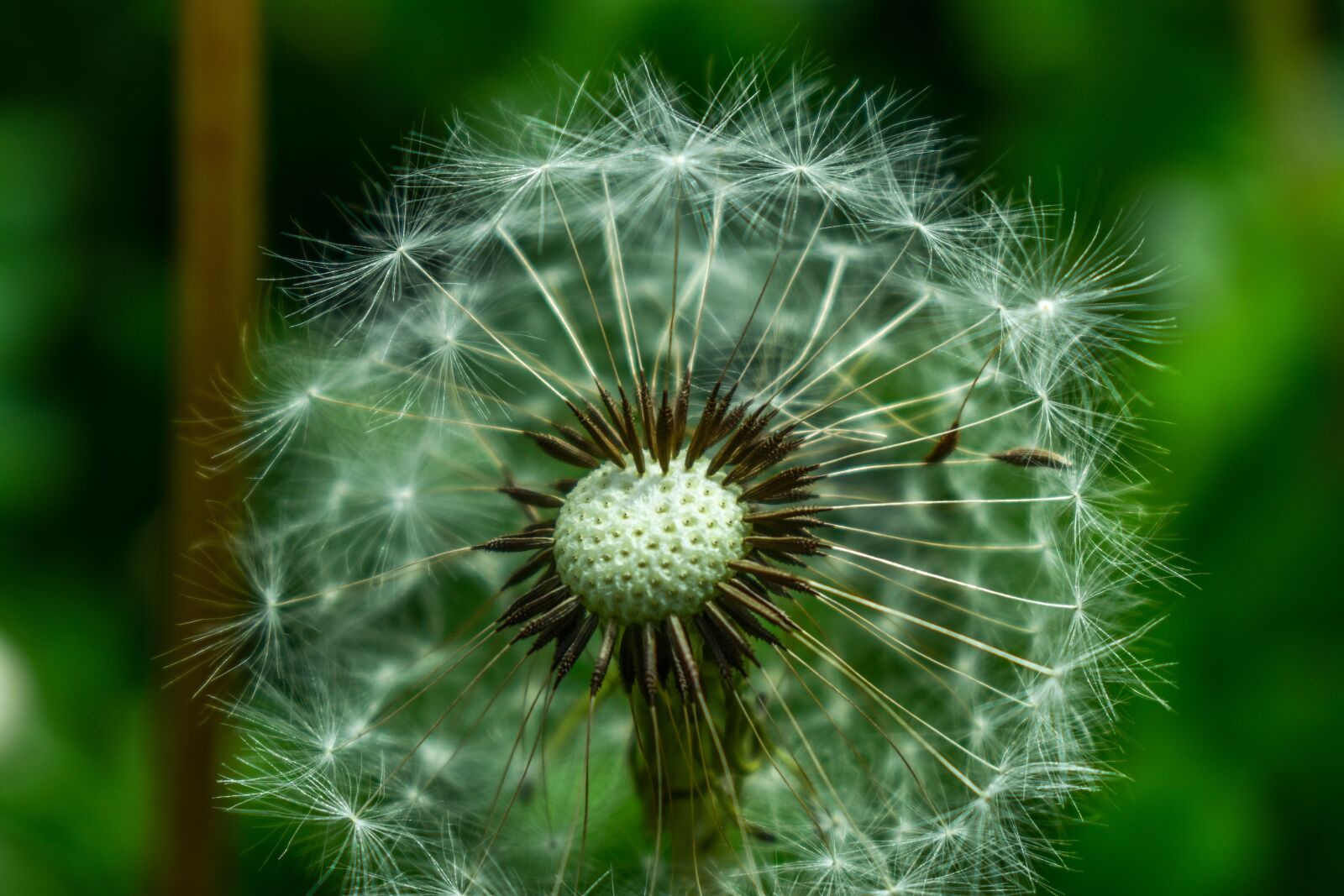 Nikon D3400 sample photo. Dandelion, approach, foreground photography