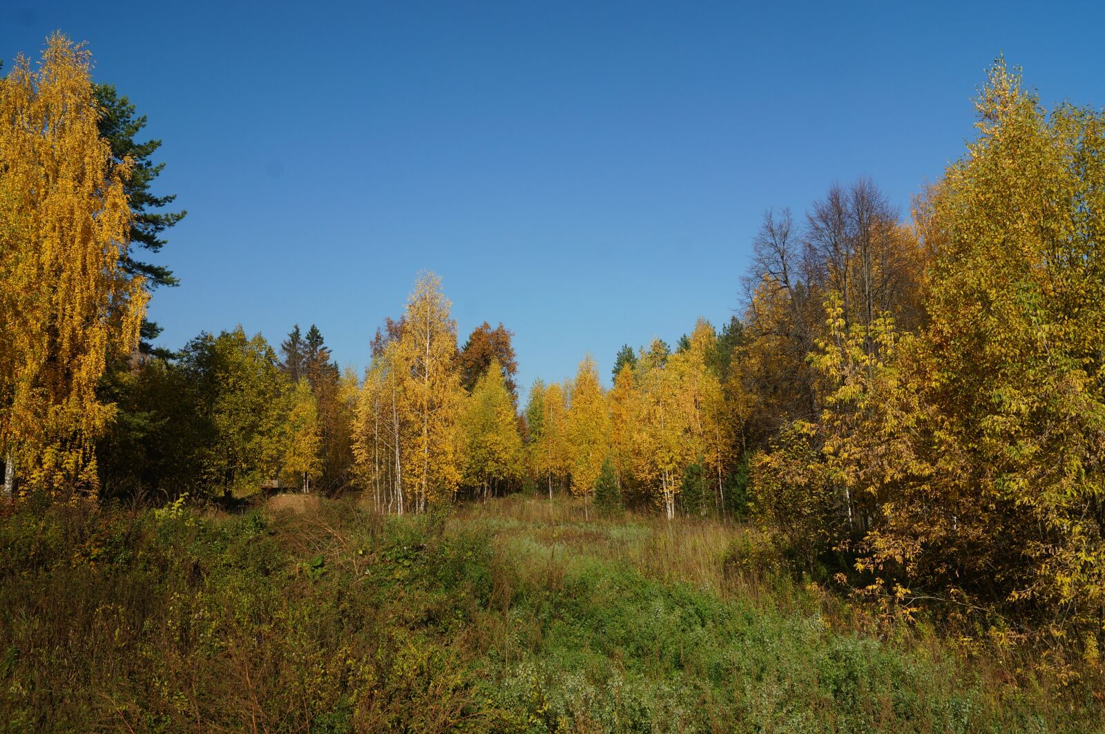 Sony SLT-A57 sample photo. Autumn, beauty, nature photography