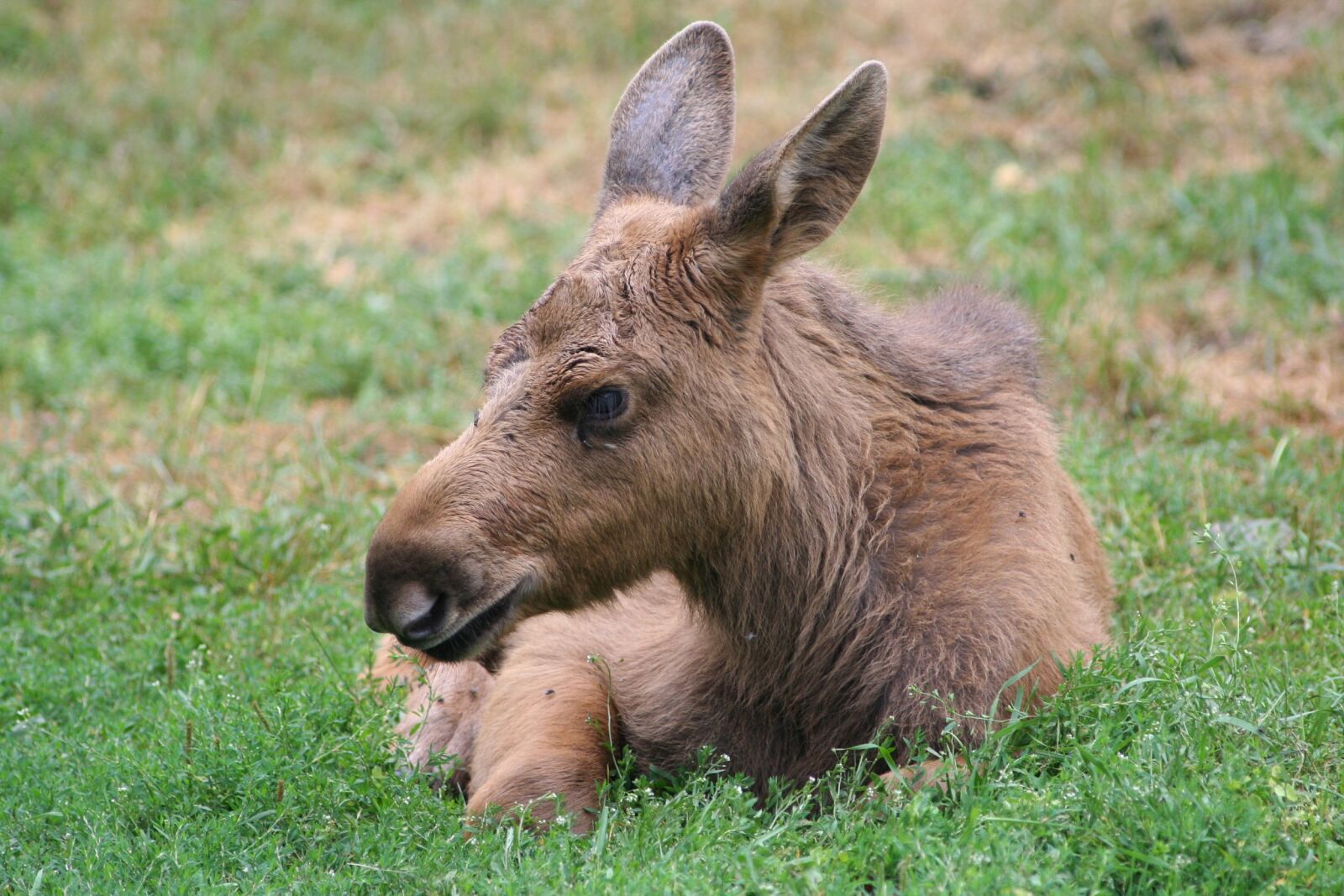 Canon EOS 350D (EOS Digital Rebel XT / EOS Kiss Digital N) sample photo. Elk calf, moose, game photography