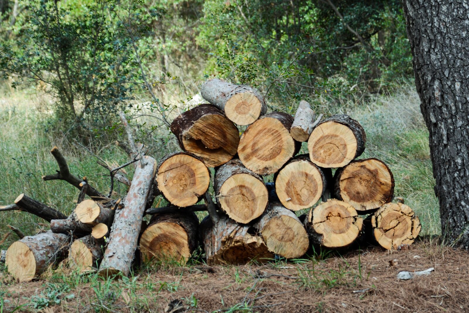Nikon D5200 sample photo. Wood, tree, wooden photography