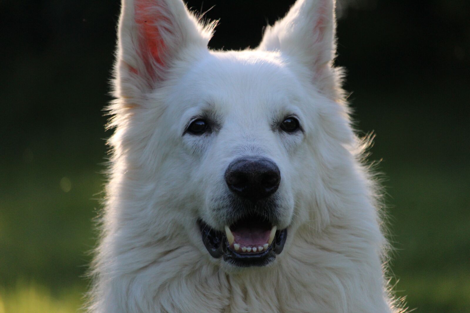 Canon EOS 1200D (EOS Rebel T5 / EOS Kiss X70 / EOS Hi) sample photo. Dog, swiss white shepherd photography