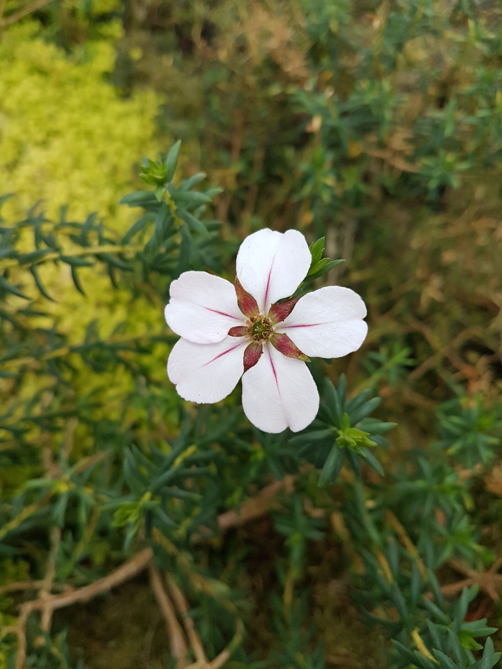 Samsung Galaxy S7 sample photo. Nature, flower, flora photography