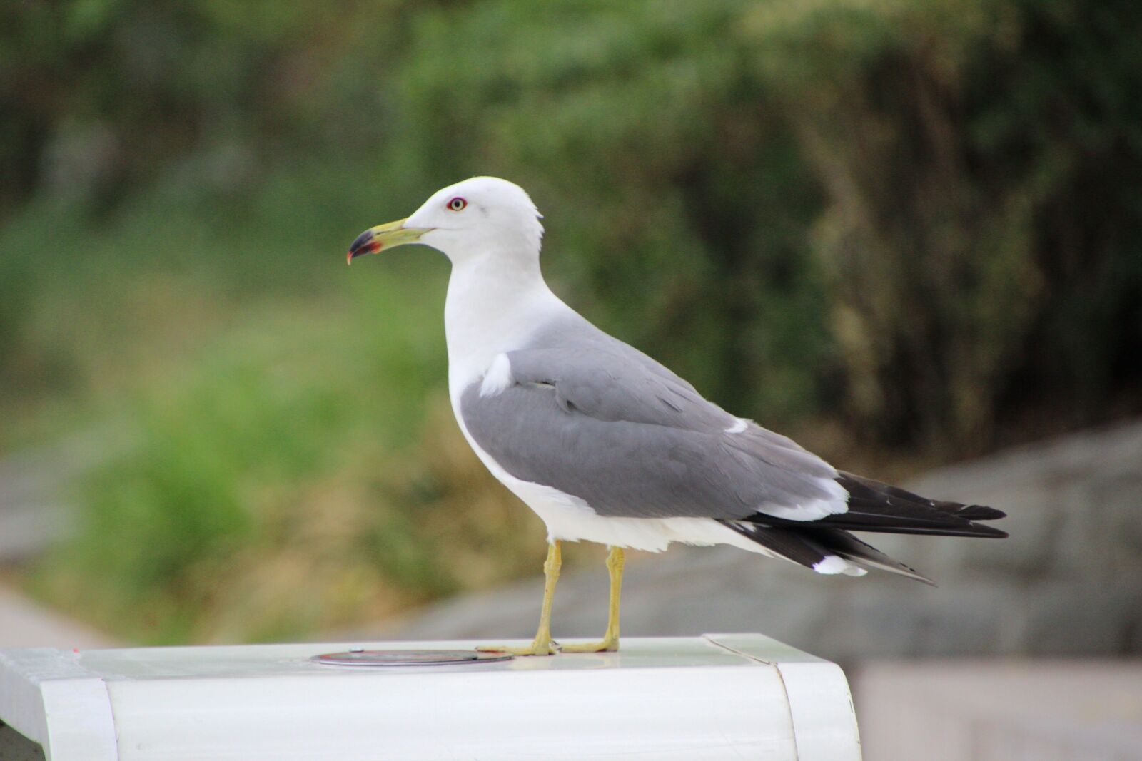 Canon EOS 600D (Rebel EOS T3i / EOS Kiss X5) sample photo. Sea mew, sea gull photography