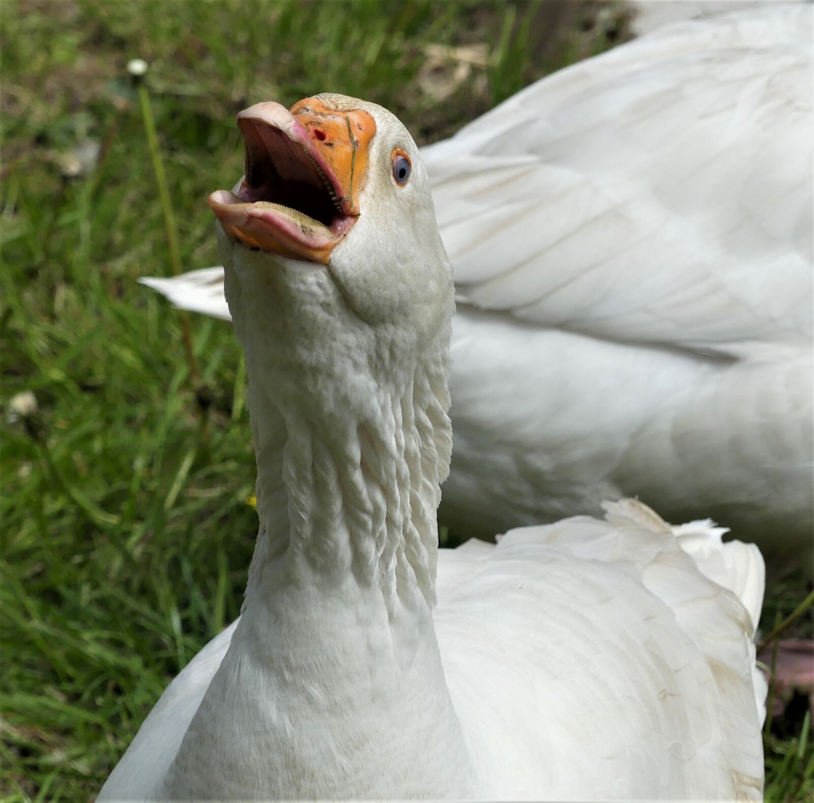 Panasonic Lumix DMC-FZ300 sample photo. Goose, male, poultry photography