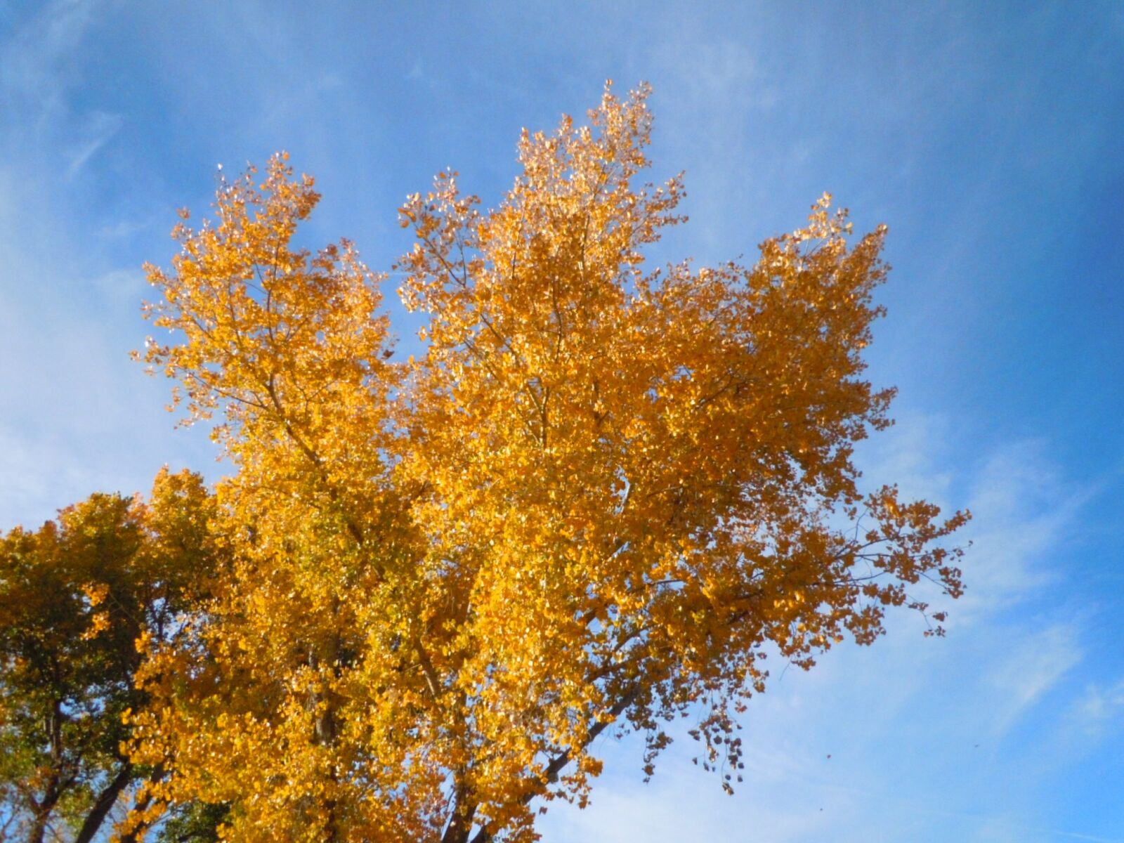 Nikon Coolpix S6000 sample photo. Autumn, fall, foliage photography