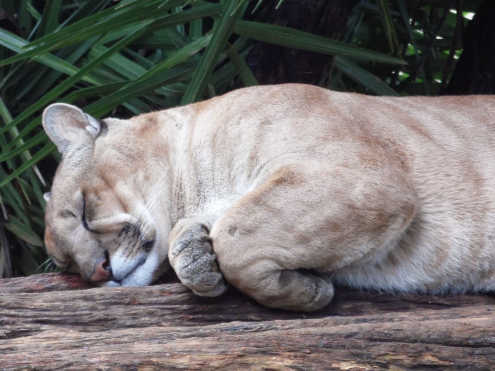 Samsung WB100/  WB101 sample photo. Puma, feline, sleep photography