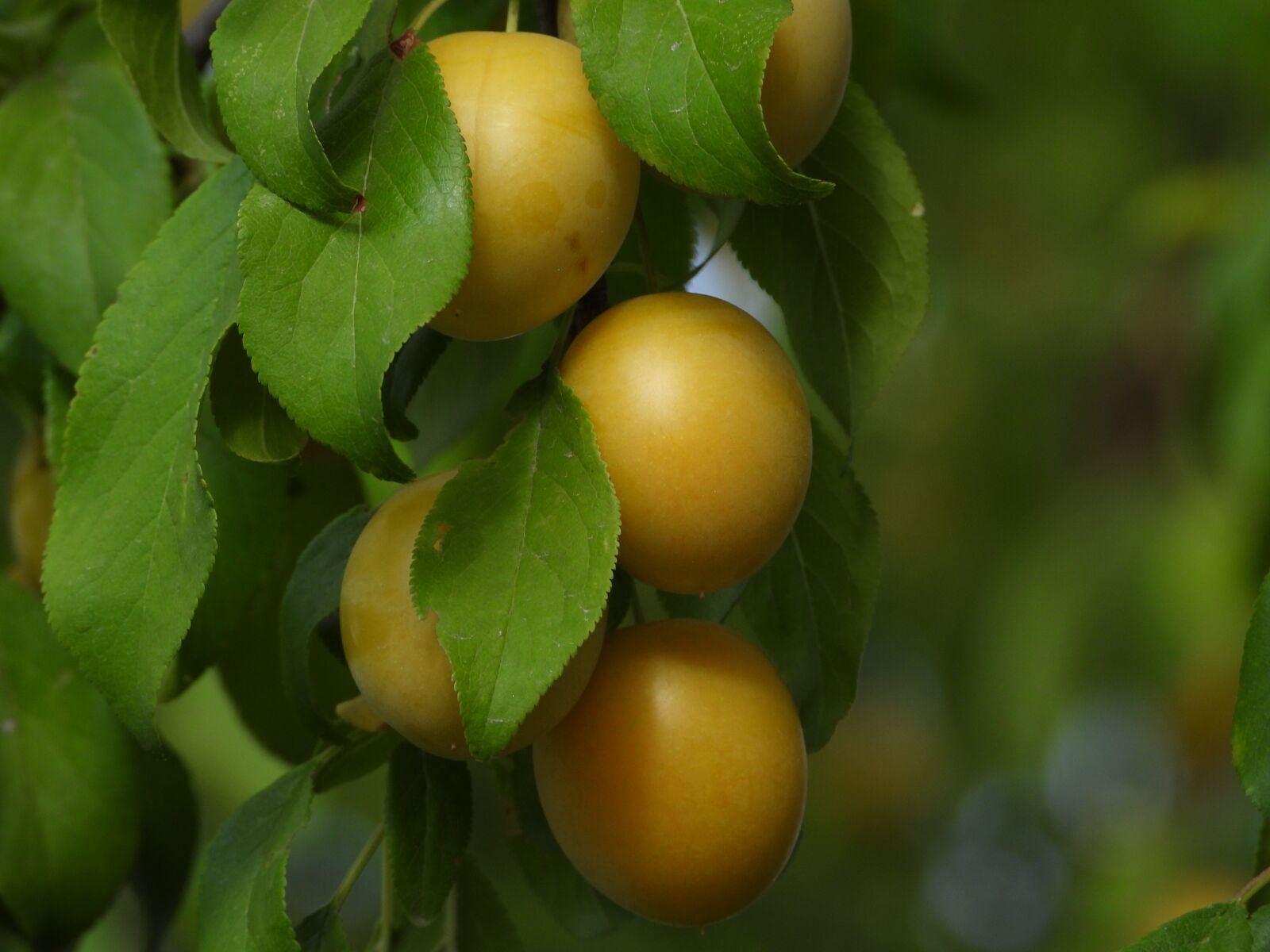 Nikon Coolpix P1000 sample photo. Plum, fruit, tree photography