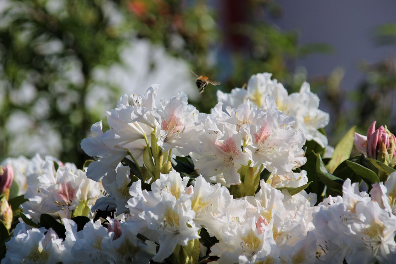 Canon EOS 700D (EOS Rebel T5i / EOS Kiss X7i) sample photo. Flower, white, spring photography