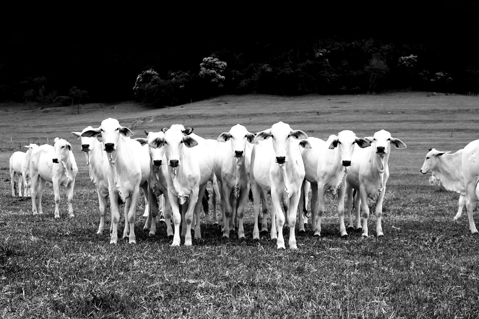 Canon EOS 5D Mark II sample photo. Cow, brazil, farm photography