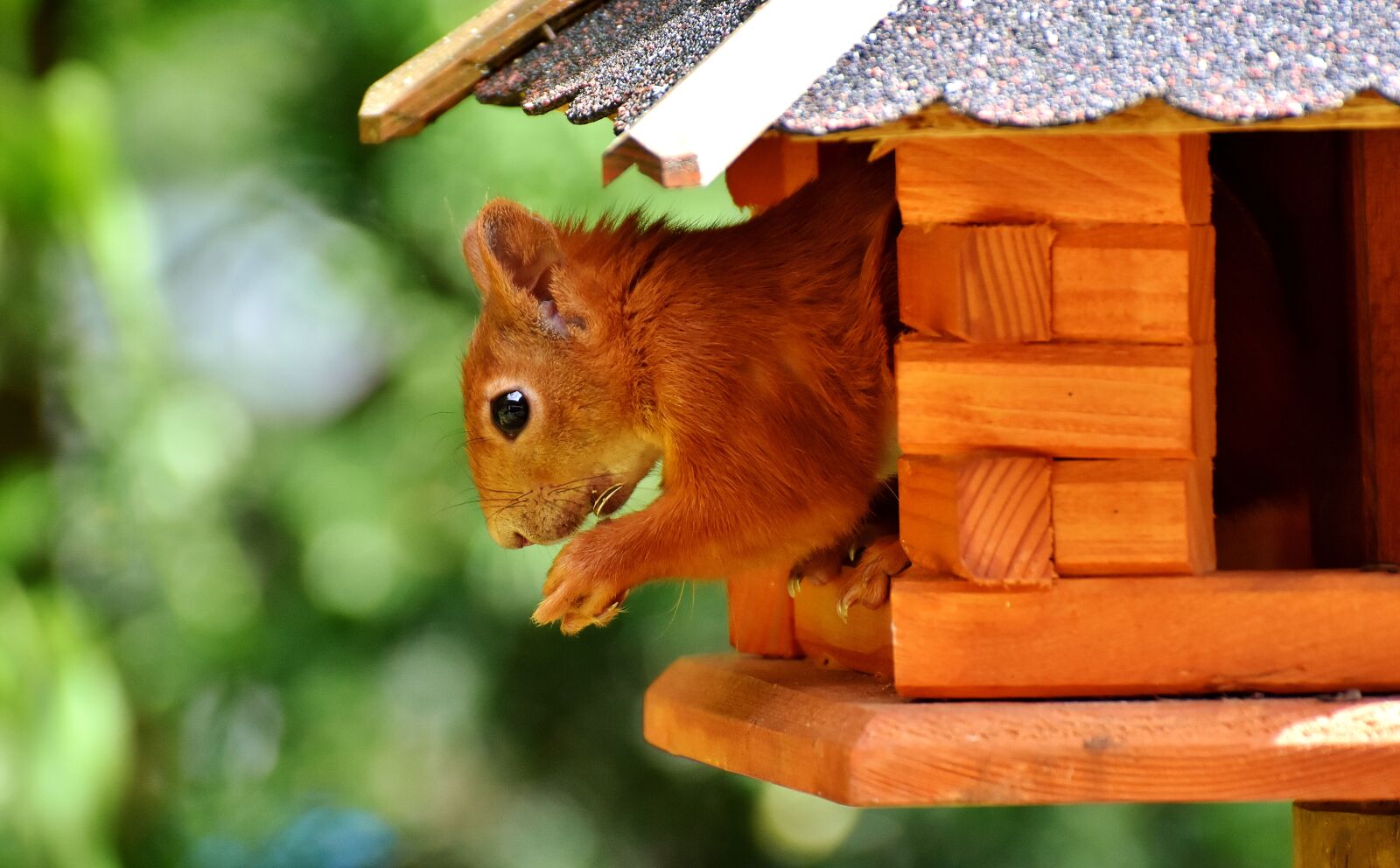 Nikon D7200 sample photo. Squirrel, cute, animal photography