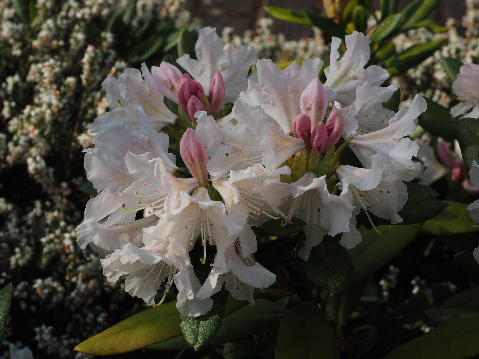 Olympus OM-D E-M1 + Olympus M.Zuiko Digital ED 12-40mm F2.8 Pro sample photo. Rhododendron, white, garden photography