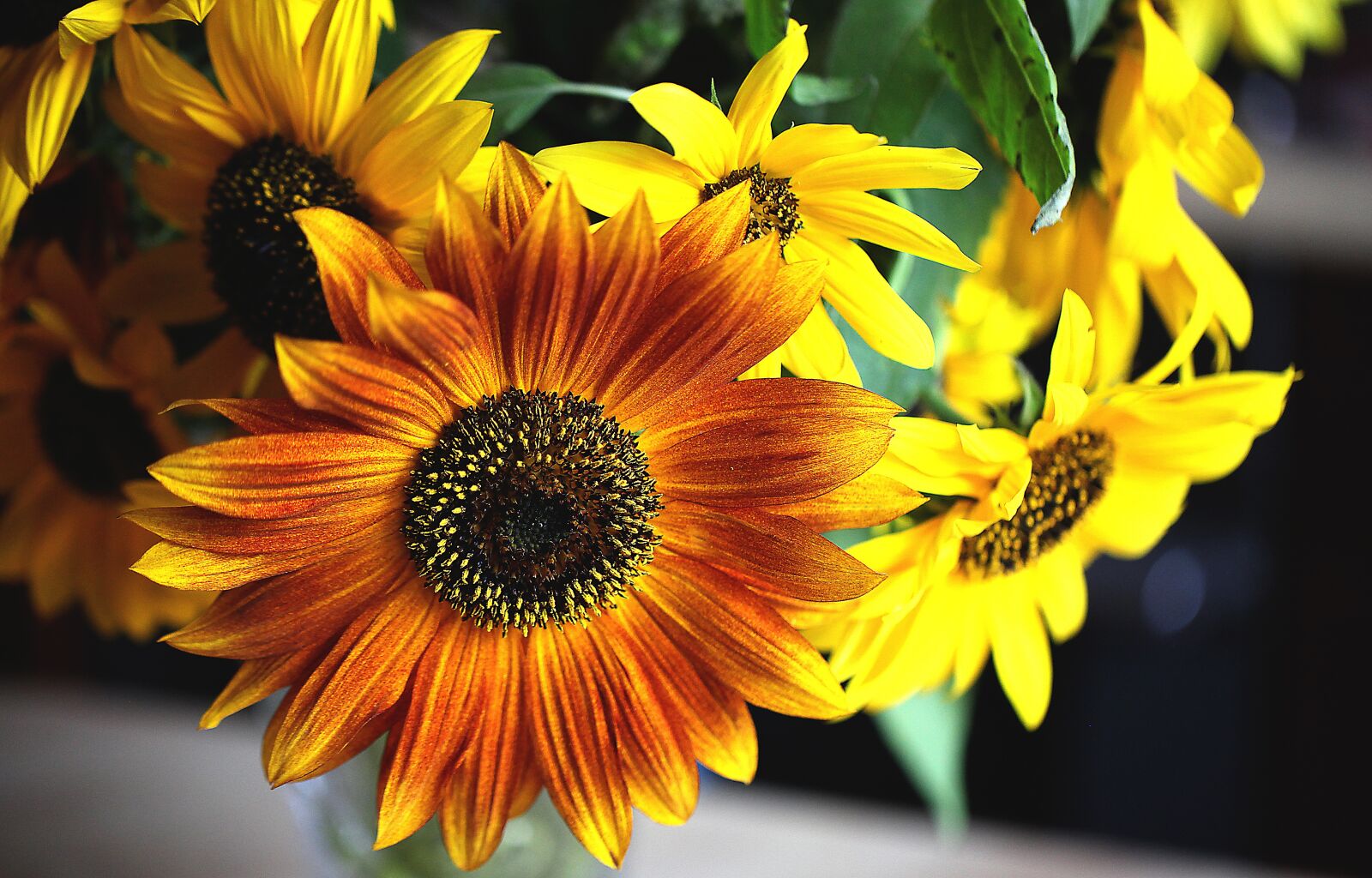 Canon EOS 5D Mark II sample photo. Sunflower, ornamental sunflower, flower photography