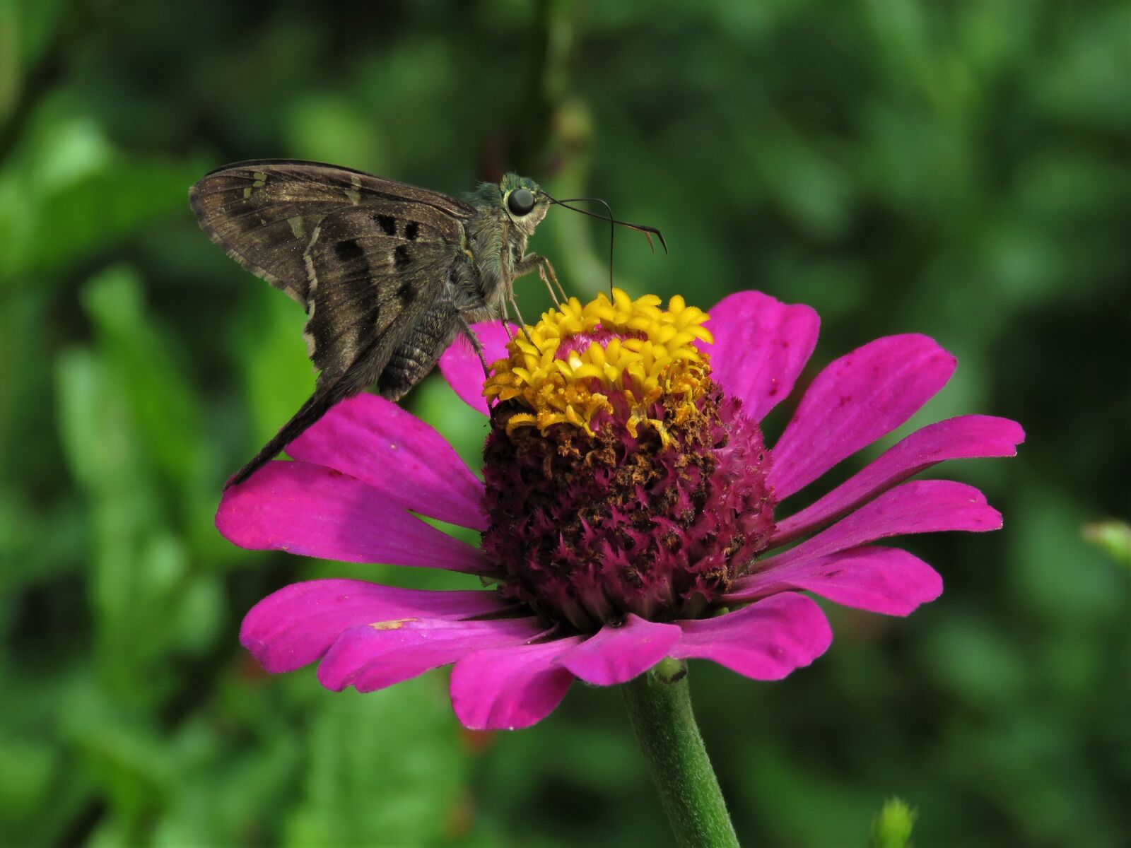 Canon PowerShot SX60 HS sample photo. Butterfly, butterfly on flower photography