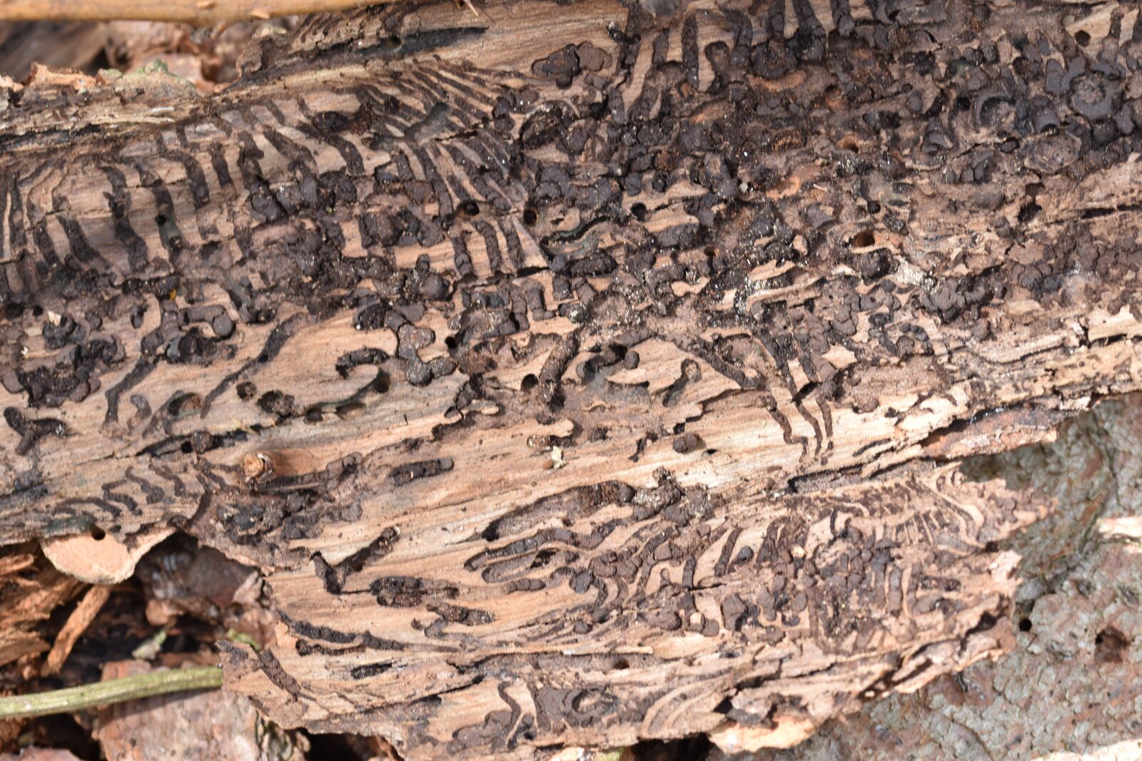 Nikon D5600 sample photo. Bark beetle, ips typographer photography
