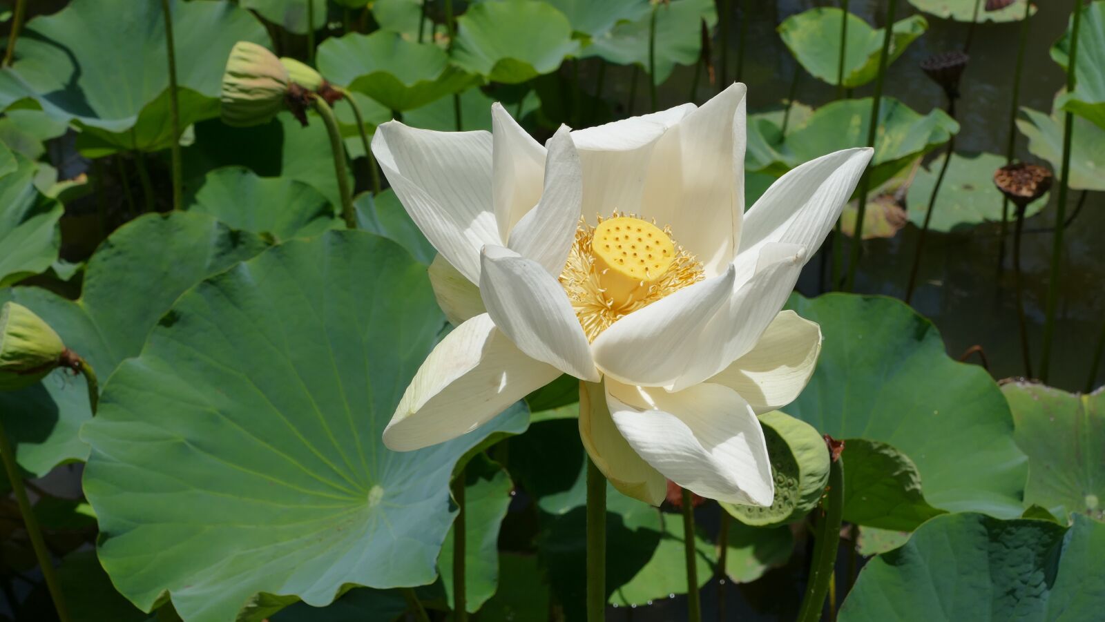 Panasonic Lumix DMC-FZ1000 sample photo. Pamplemousse garden, botanical garden photography