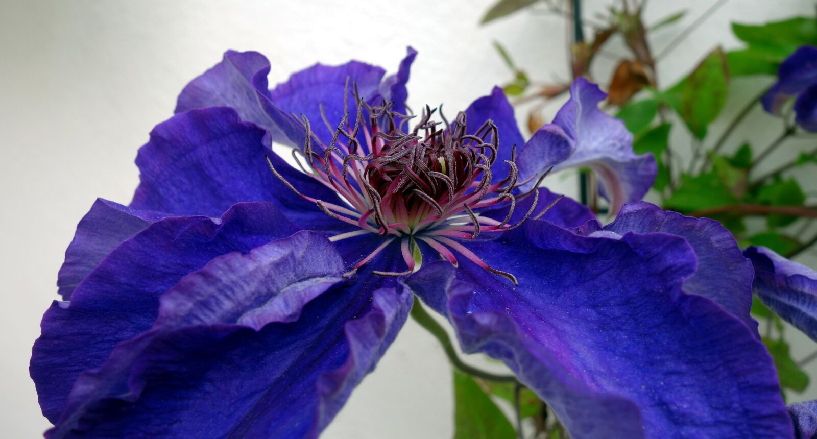 Sony Cyber-shot DSC-RX100 sample photo. Clematis, blossom, bloom photography