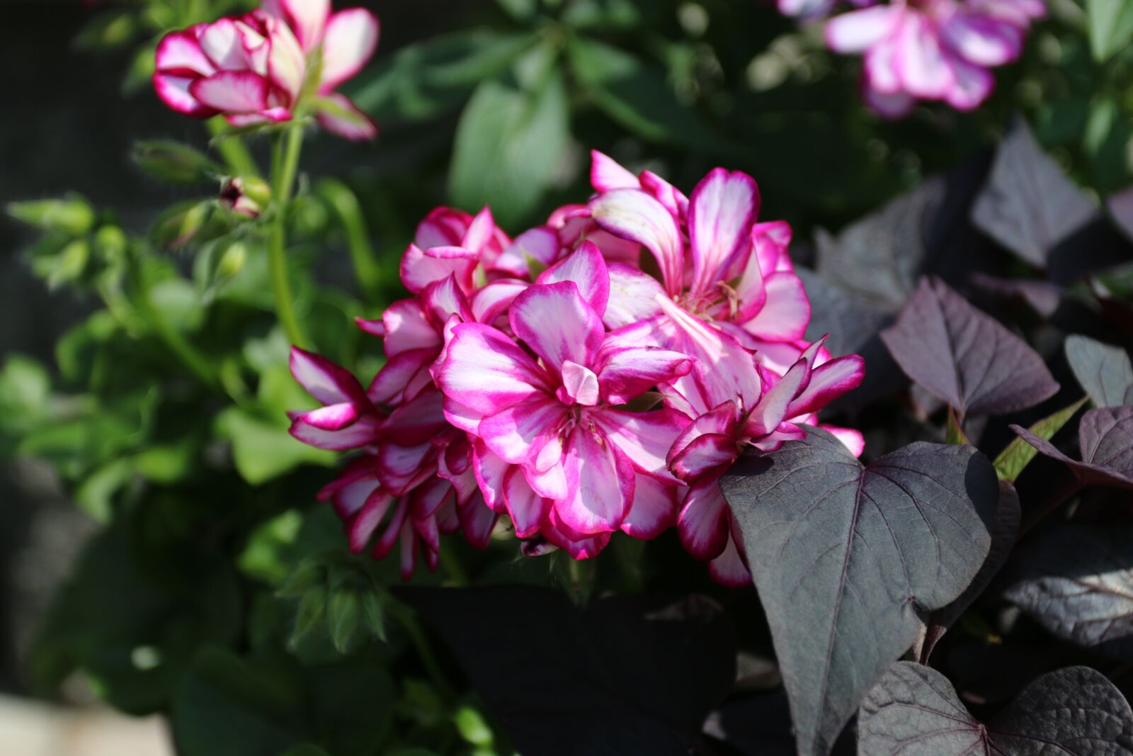 Canon EOS 70D + Canon EF 17-40mm F4L USM sample photo. Flower, garden plant, summer photography