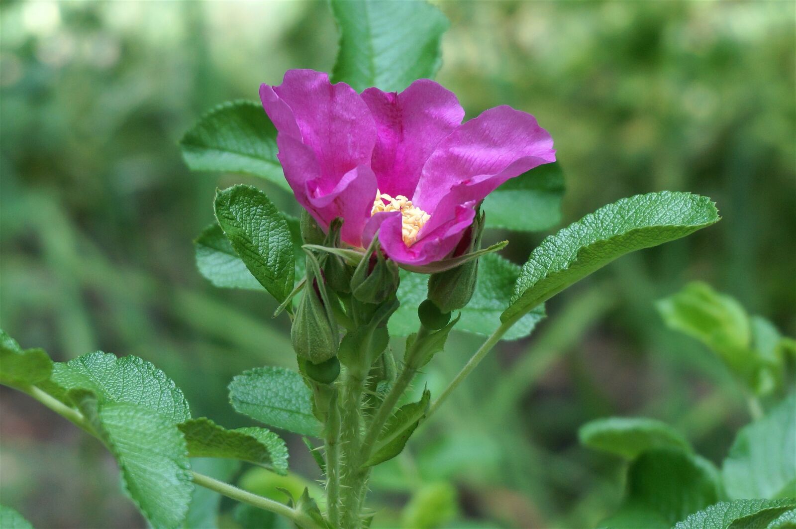 Sony Alpha NEX-5T sample photo. Promise of the rose photography