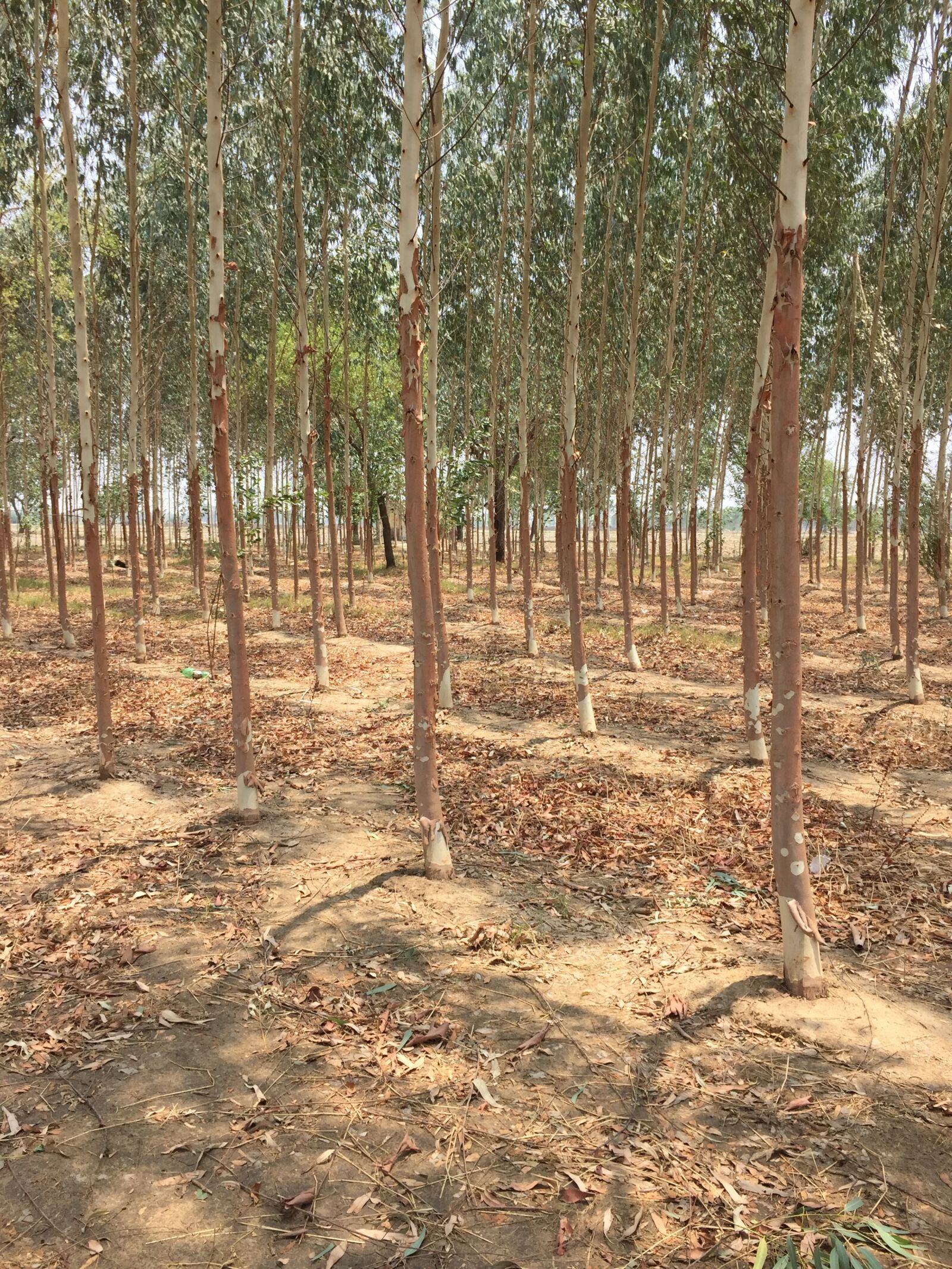 iPhone 6 back camera 4.15mm f/2.2 sample photo. Chandan, forest, indian, tree photography