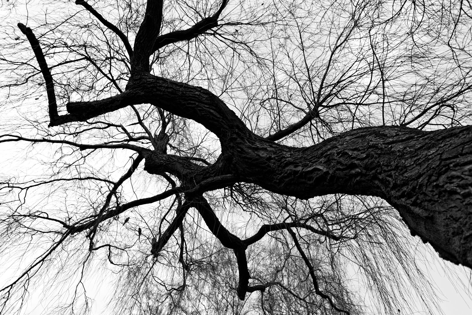 Nikon D750 sample photo. Weeping willow, willow, tree photography