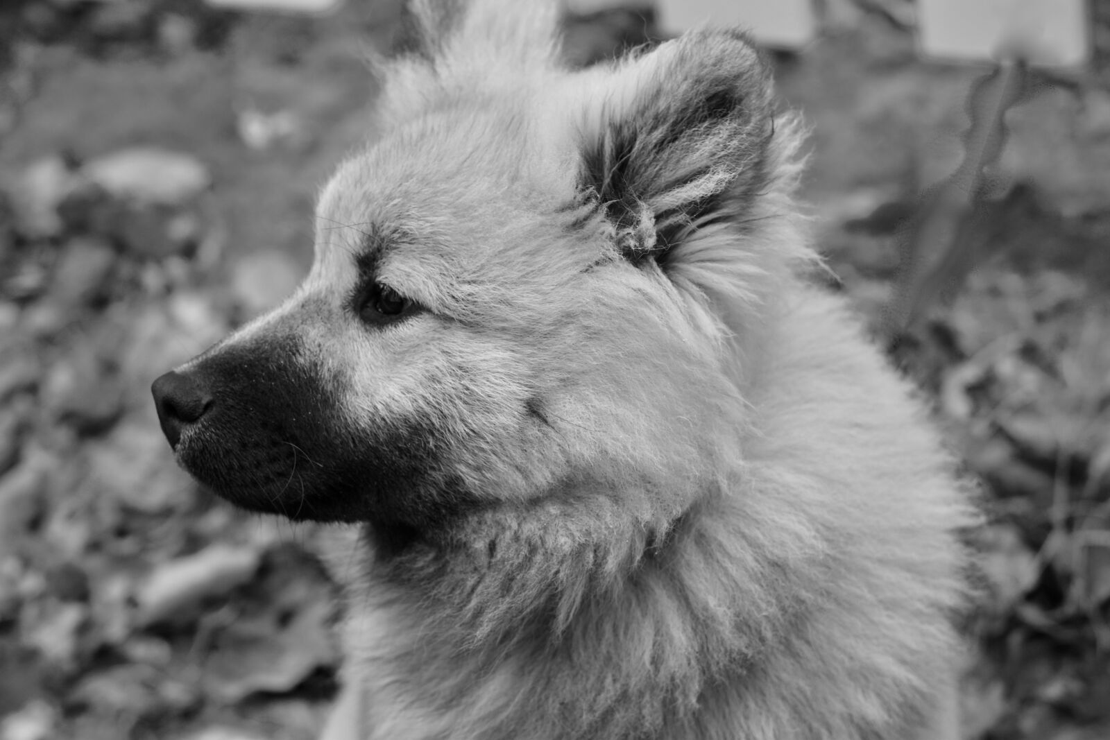 Nikon D5600 sample photo. Dog, dog eurasier, portrait photography