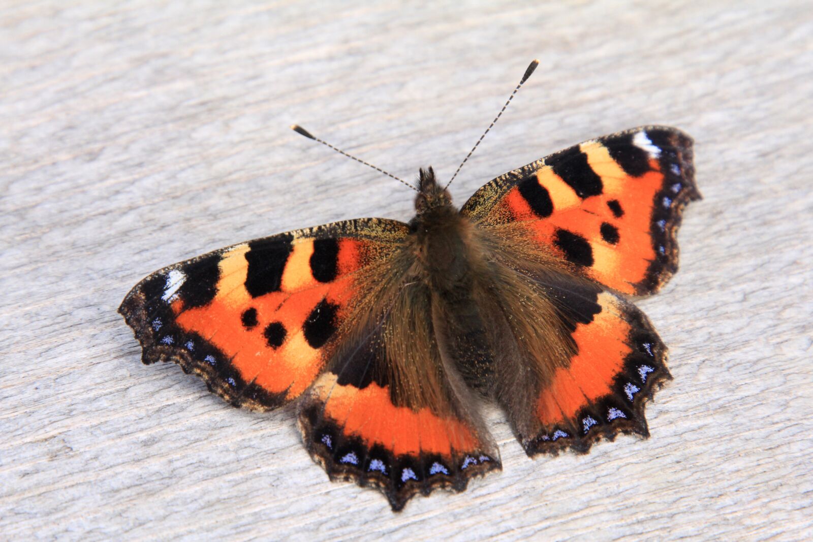 Canon EOS 60D sample photo. Little fox, butterfly, orange photography
