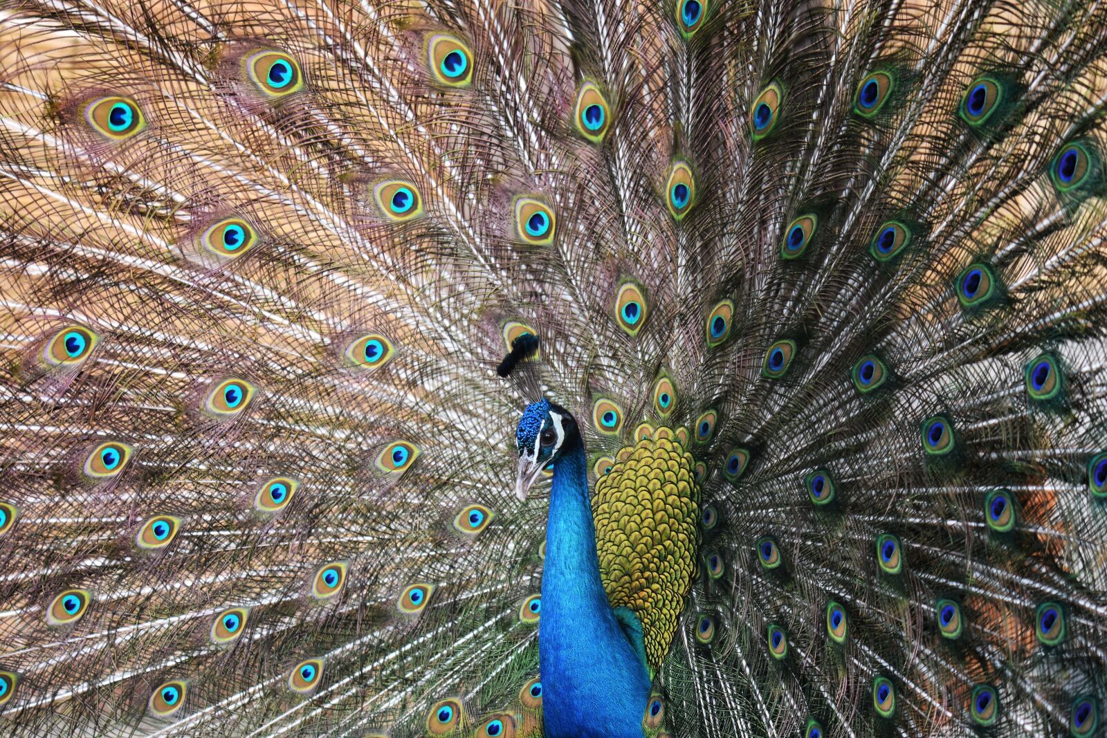 Nikon D7200 sample photo. Animal, bird, peacock photography