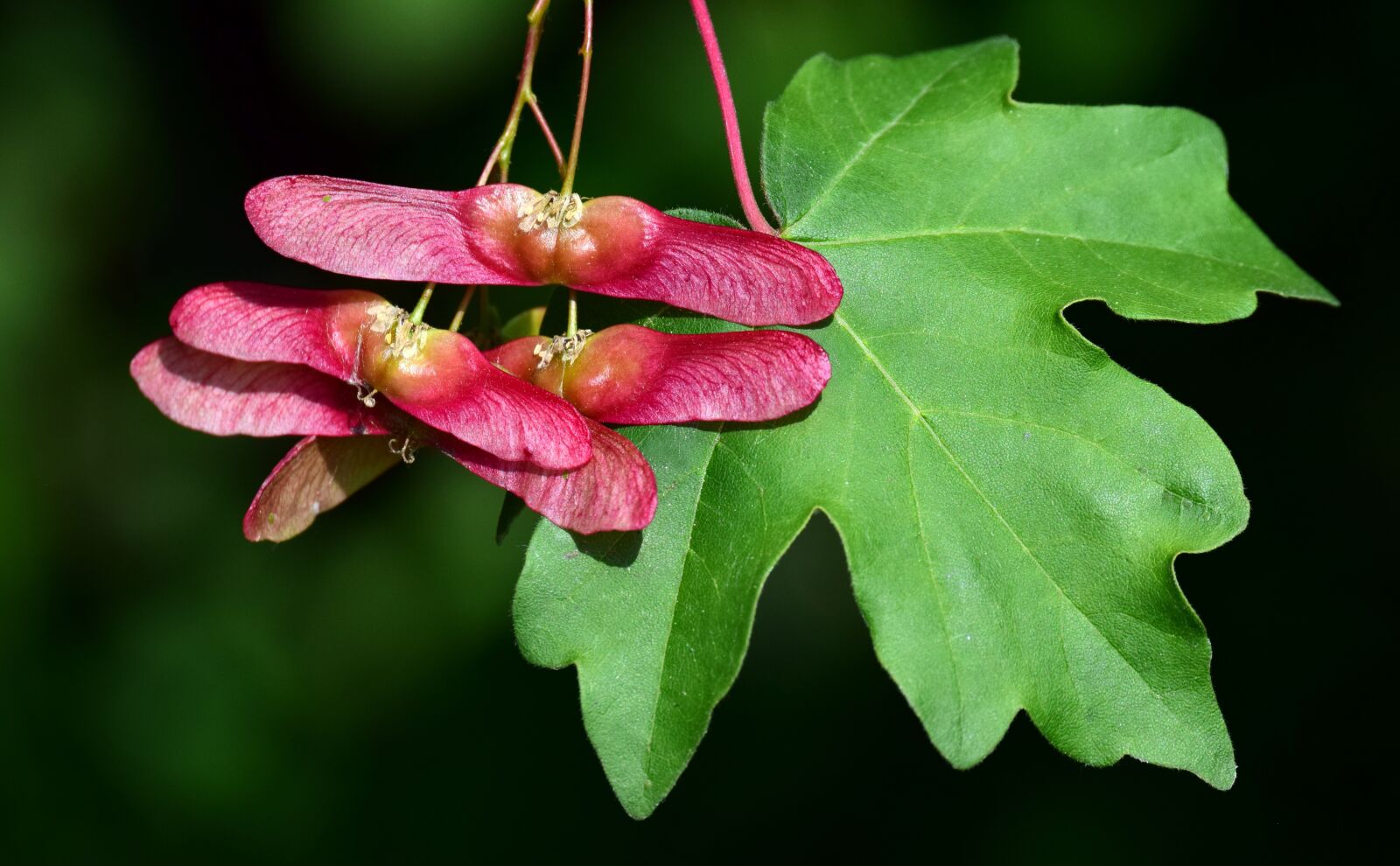 Nikon D3300 sample photo. Maple, blossom, bloom photography